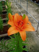 [1613 Tebaldi No01.JPG]